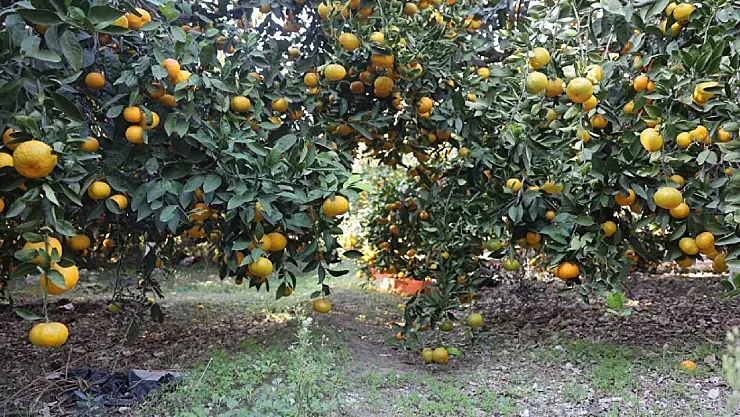 Mandalinada Arz Artınca Tarlada Fiyat Düştü, Market Etiketi Değişmedi