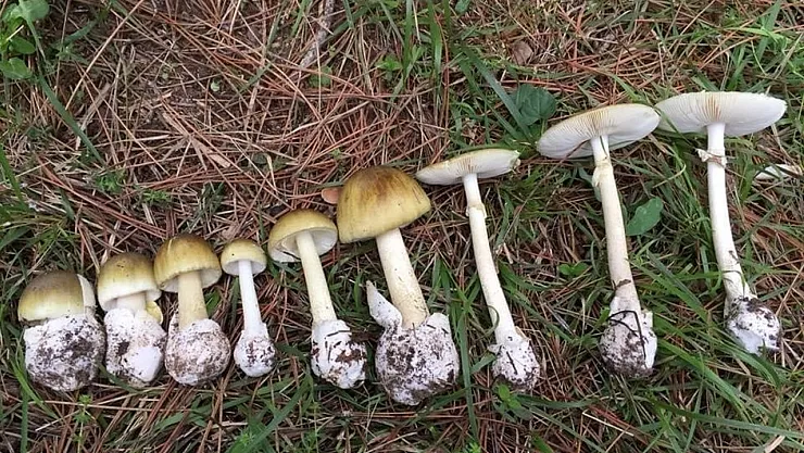 Mantar Sezonu Başladı, Riskler Yeniden Gündemde