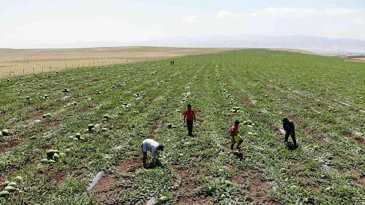 Mardinli Üreticiler, Muş Ovası'nda 40 Bin Dekarlık Karpuz Hasadına Start Verdi