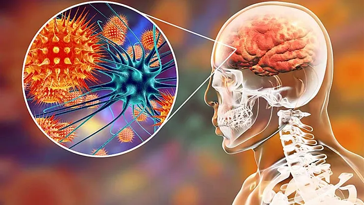 Mikropların Beyin Gelişimindeki Gizli Rolü: Araştırmadan Çarpıcı Bulgular