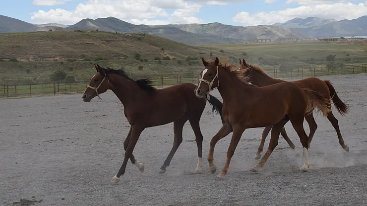 Milyonluk taylar açık artırmada