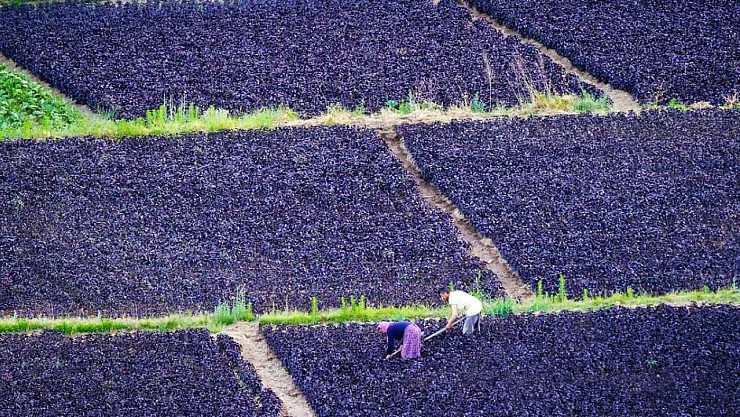 Mor Reyhan Fırtınası: Yurt Dışından Talep Yağıyor, Kilogramı 1500 TL'yi Buluyor!