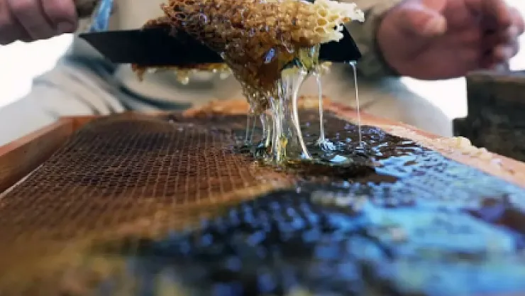 Muğla Çam Balında Dünya Lideri