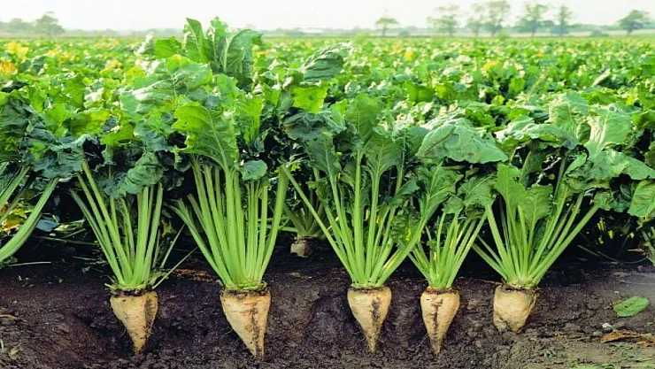 Muş'ta Şeker Pancarı Sezonu Başladı: 2 Milyar TL'lik Katkı Bekleniyor