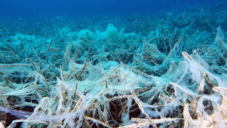 Müsilaj Balıkların Üreme Sistemine Zarar Vermiyor, Ancak Deniz Tabanında Tahribat Bırakıyor