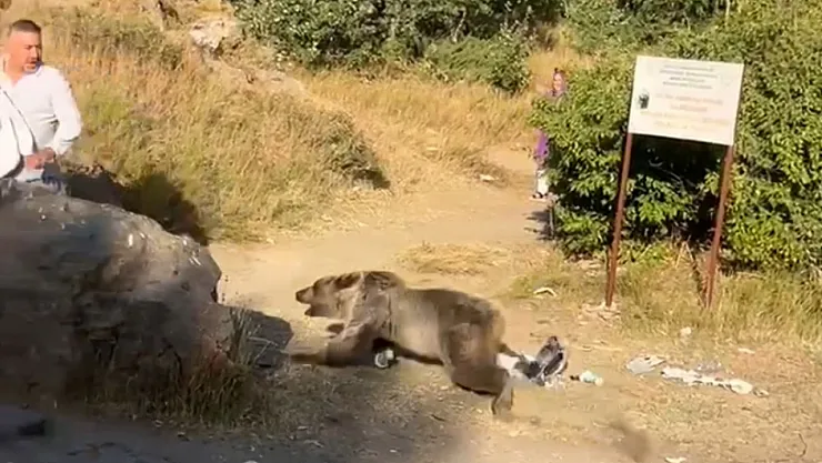Nemrut Krater Gölü'nde Ayı Saldırısı: Kucağında Bebekle Geziyordu