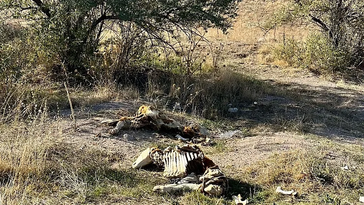 Nevşehir'de Şok Eden Görüntü: Boş Arazide 8 Buzağı Kadavrası Bulundu