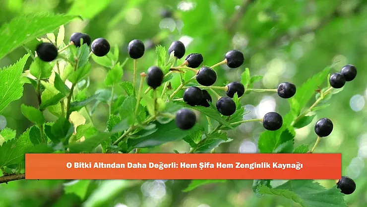 O Bitki Altından Daha Değerli: Hem Şifa Hem Zenginlik Kaynağı