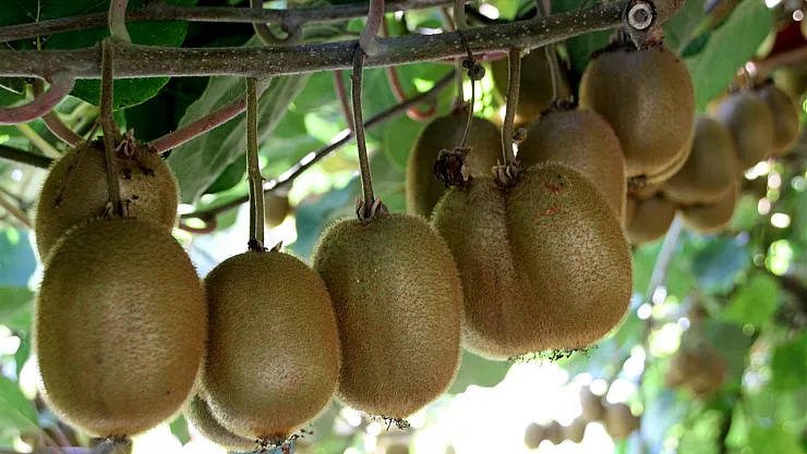 Ordu'da Kivi Üretimi Sert Darbe Aldı: Rekoltede Yüzde 50 Düşüş, Kilo Fiyatı 100 TL'ye Çıkabilir