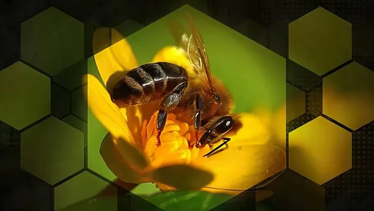 Oxford'dan Bal Arılarını Kurtaracak 'Süper Gıda' Atılımı