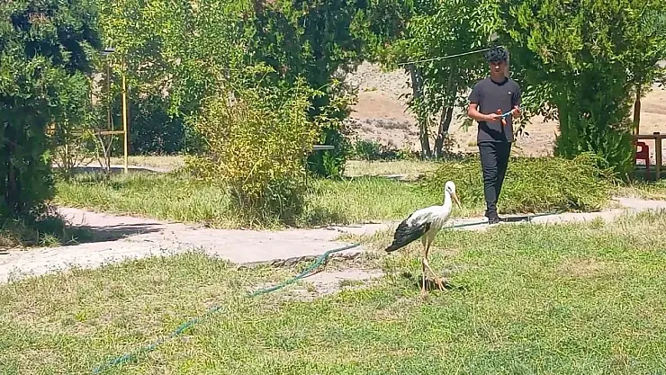 Palu'da Parkta Yaralı Leylek Bulundu