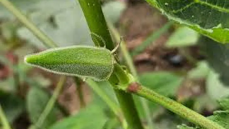 Pazarların Yıldızı Bamya: Beş Günde Bir Hasat Ediliyor, Tek Tek Toplanıyor