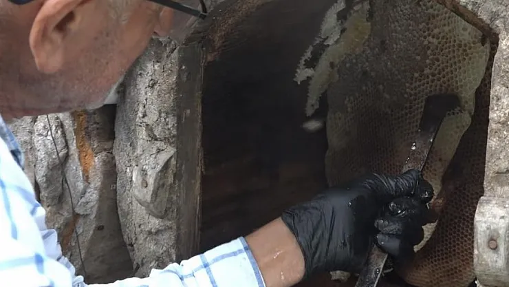 Rize'de Karakovan Balı Zirveye Yerleşti: Fiyatı 7 Bin TL'ye Ulaştı