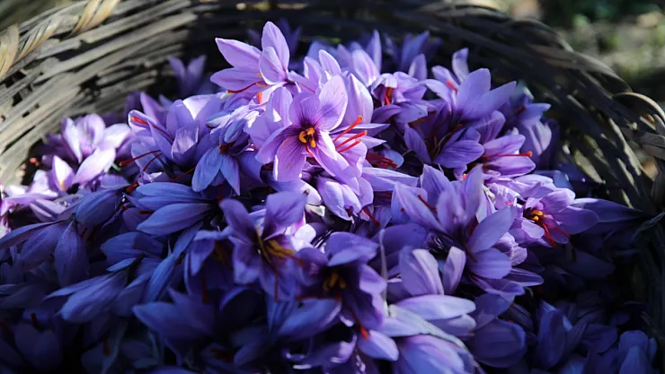 Safranbolu'da 'Mucize Bitki' Safranın Hasadı Devam Ediyor