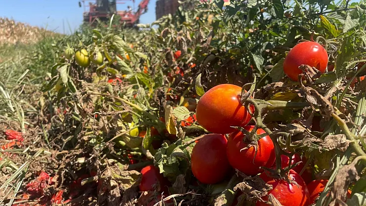 Salçalık Domates Üretimi Alarm Veriyor