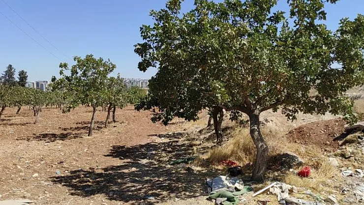 Şanlıurfa'da Kayıp Kadın Fıstık Bahçesinde Ölü Bulundu