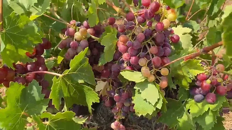 Şarköy'de Kuraklık Üzüm Bağlarını Vurdu: Rekoltede Yüzde 70'e Varan Kayıp