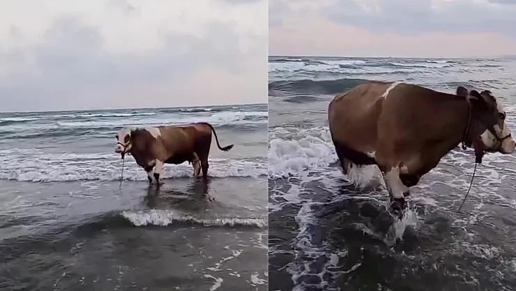 Sıcaktan Bunalan İnek Denize Girdi