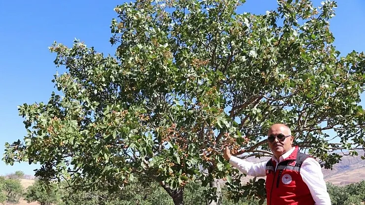 Sivas'ta ne yetişir?