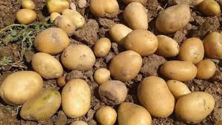 Sivas'ta Patates Hasadı Başlamak Üzere