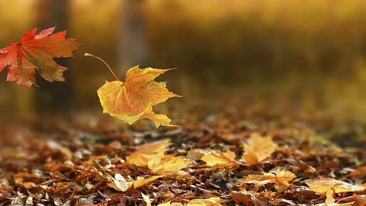 Sonbaharda Alerji Tehlikesi: Yalnızca Burun Değil, Tüm Vücudu Etkiliyor