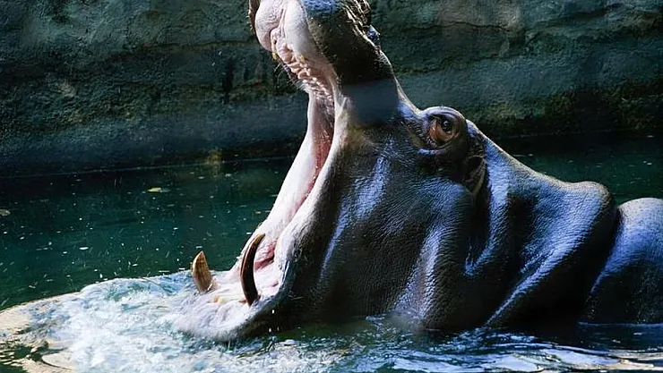 Su Aygırı Dehşeti: Tekneye Saldırdı, 11 Kişi Hayatını Kaybetti