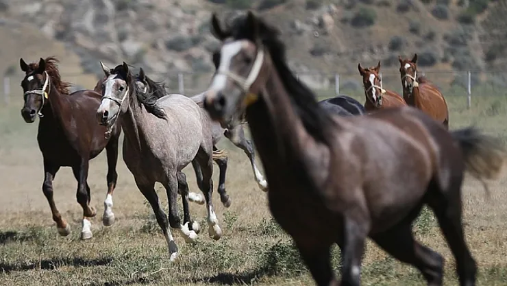 Sultansuyu'nda 2025 Tayları Yarışlara Hazırlanıyor