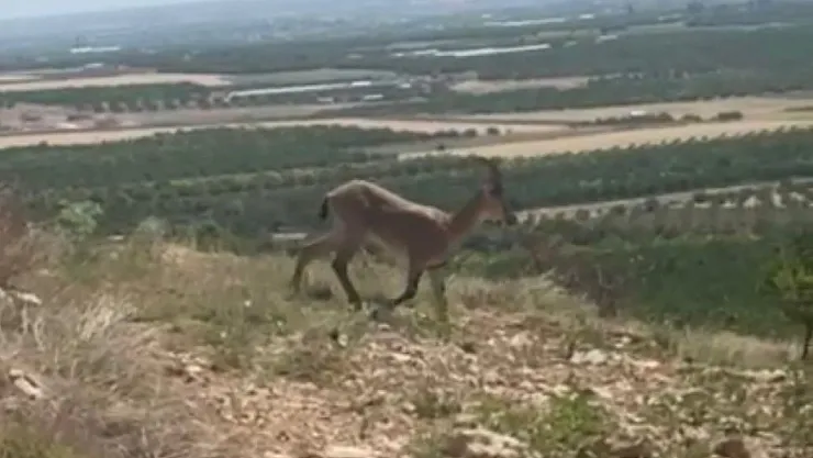 Sürü halindeki yaban keçileri görüntülendi
