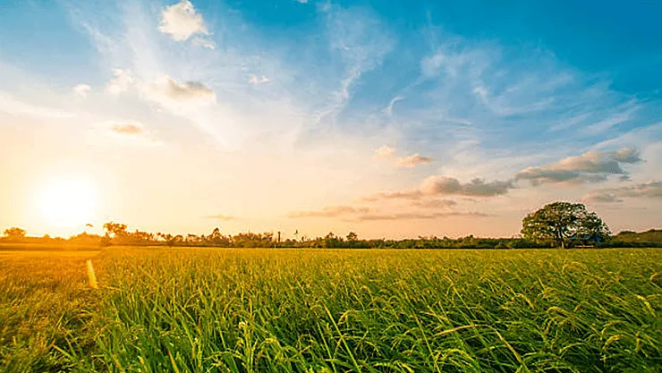 Tarımda Fiyat Dengesi Değişiyor! Kasım Ayının İlk Girdi ve Et Fiyat Listesi Açıklandı