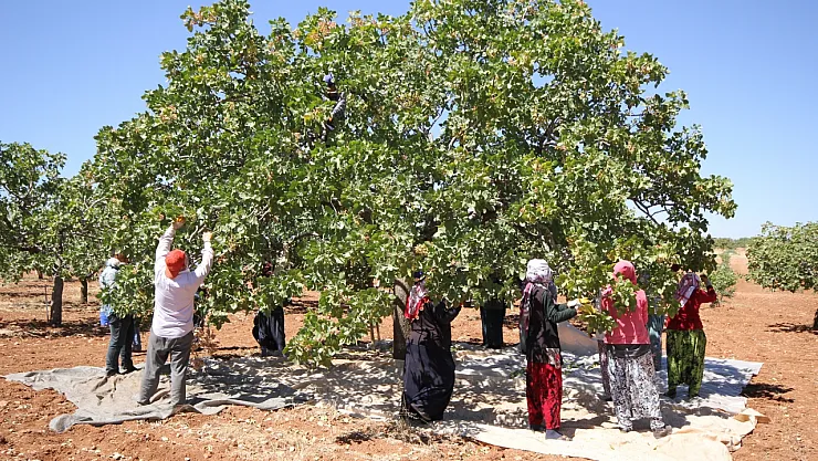 Tarlaya Girenin Morali Bozuldu: Antep Fıstığında Rekolte Yüzde 80 Düştü