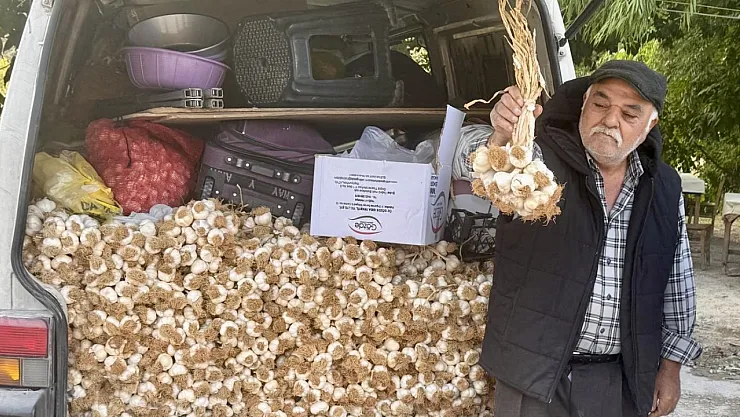 Taşköprü Sarımsağına Yoğun Talep