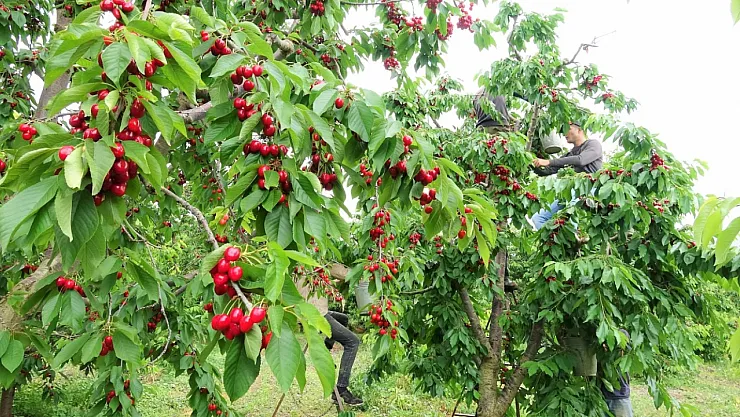 Tokat'ın Özel Kirazı Bu Yıl Ürün Vermedi: 5 Milyon Dolarlık Kayıp Yaşandı