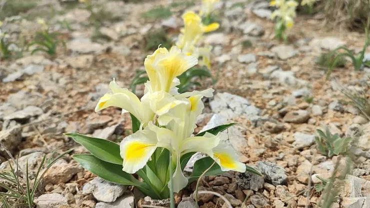 Tüm Dünyada Sadece Malatya'da Yetişiyor: Dünya Bunun Peşinde!