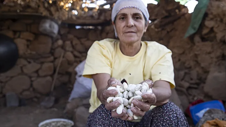 Tunceli Ovacık'ta Kenger Sakızı Üretimi Kadınların Geçim Kaynağı Oldu