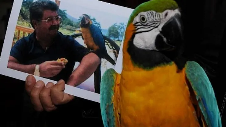 Turgut Özal'ın Papağanı Cabbar 3 Gün Sonra Bulundu