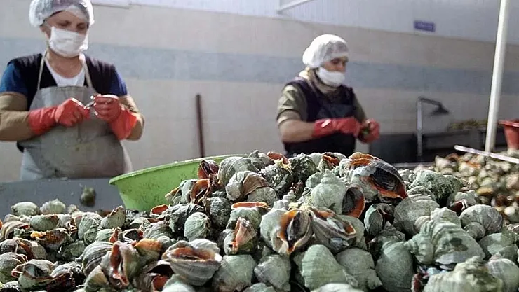 Türk Denizlerinden 8 Ülkeye 1017 Ton Deniz Salyangozu: 9 Ayda 10,7 Milyon Dolar Gelir