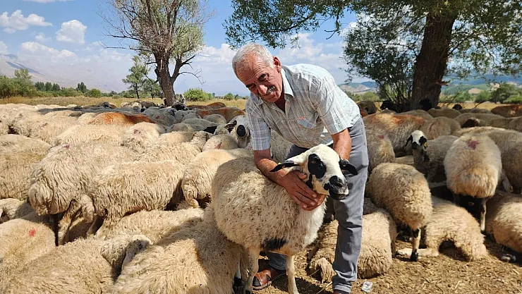 Türkiye'de çoban krizi büyüyor! Çoban bulunamıyor!