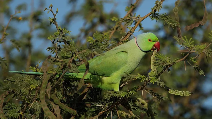 Türkiye'de İstilacı Tür Alarmı! Sayı 177'ye Ulaştı: En Fazla Görülen İl İzmir