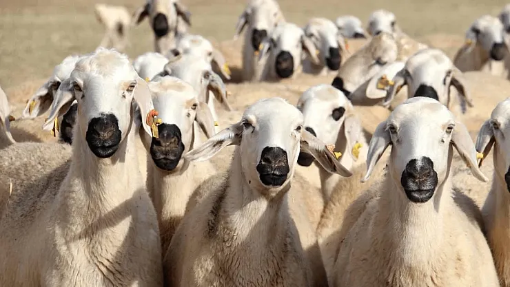 Türkiye'de Koyun ve Sığır Sayısında Artış: TÜİK Verileri Yeni Rekorları Gösteriyor