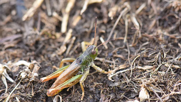 Türkiye'de Yeni Çekirge Cinsi Keşfedildi