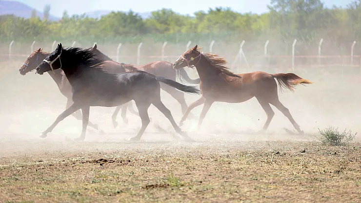 Türkiye'nin Atçılık Vizyonu Malatya'da Şekilleniyor
