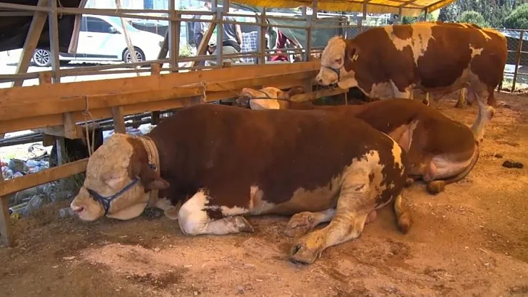 Ülke genelinde tüm hayvan pazarları kapatıldı