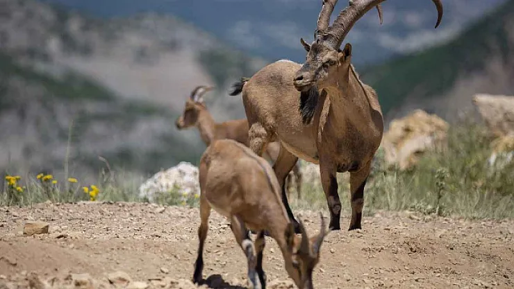 Vali Yavuz'dan Malatya'daki Yaban Keçileri İçin Duyarlılık Çağrısı