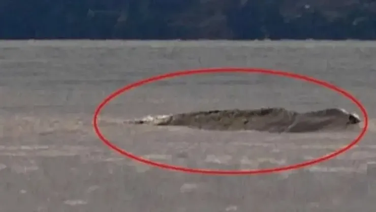 Van Gölü Canavarı Gerçek Mi? Yıllardır Süregelen Gizemli Hikâye