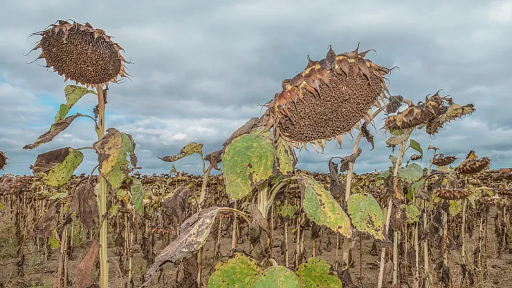 WMO Uyardı: La Niña Başlıyor, Ancak Sıcaklıklar Yine Normalin Üzerinde Seyredecek