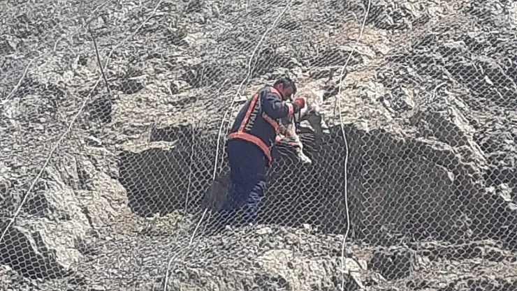 Yaban keçileri özgürlüğe kavuştu