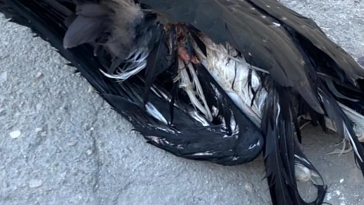 Yaralı leylek koruma altına alındı