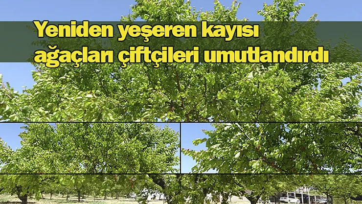Yeniden yeşeren kayısı ağaçları çiftçileri umutlandırdı