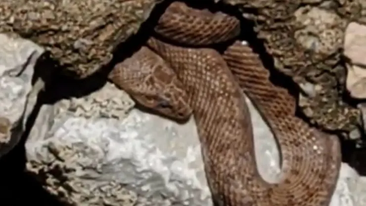 Yılan gören esnaf panik oldu