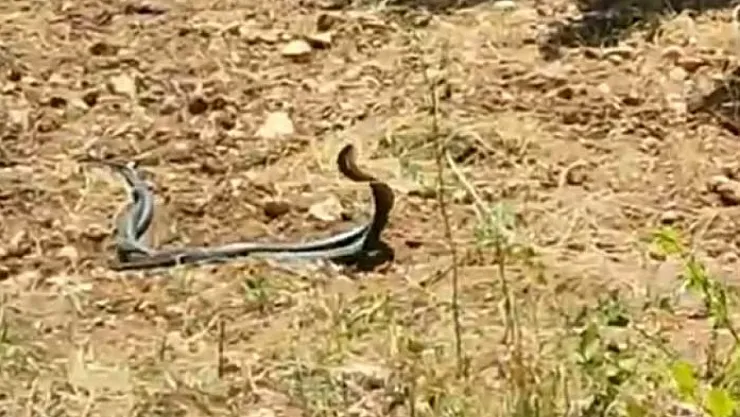 Yılanların çiftleşme dansı kamerada